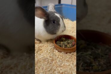 #animals #petrabbit #pets #houserabbit #cutebunny #shorts