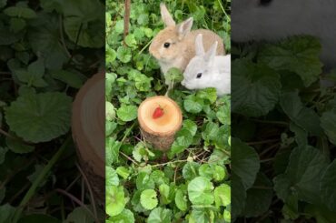 Finally, this bunny found a strawberry #christmas #bunny #cute #rabbit #pets #animals