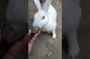 #cute #rabbit #shorts #shortvideo