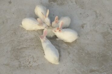 Cute Baby Rabbits Playing,Feeding Activities | Bunny Rabbit (Baby Rabbits) 12