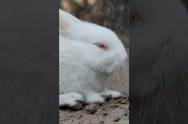 Cute Rabbit Videos #cute #rabbit #pet #bunny #aviculture