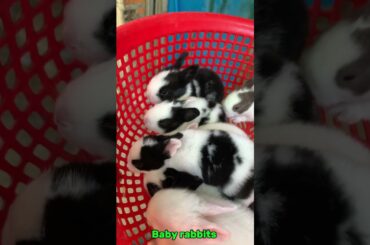 How To Care For Baby Rabbits (And Everything You Need To Know)