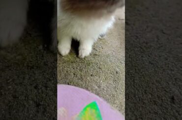 Really she is so cute #rabbit #cute #bunnys #shorts