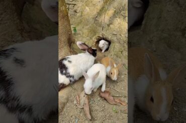 Cute rabbit - Cute Rabbit Mom #shorts #video #viral