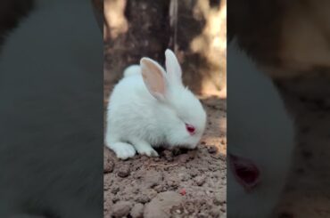 Little cute rabbit in backyard #rabbitfood #rabbitfood #cute #bunny #shorts #shortsfeed