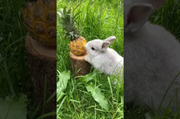 A cute bunny is munching on a pineapple #rabbit #bunny #animals #pets #cuteanimals