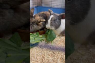 Cute bunnies #rabbit #cutebunny #bunny #shorts #animals #pets #houserabbit