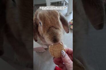 Rescue a baby rabbit #animalshorts #shortvideo #animalrescue