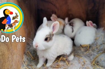Cute Baby Rabbit Activities | Little Bunny Rabbit Sounds