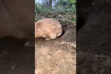 Cute Rabbit's First Taste of Ripe Persimmons with Grandpa!