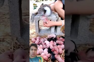 This rabbit gaves birth #rabbit #cute #pets #baby #pet #bunny #petbunny