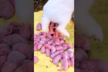 Rabbit growth - Baby BUNNY 1 To 21 Days #cute #shorts