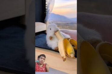 This bunny enjoys eating banana #bunny #pets #rabbit #cute #rabbitfood #rabbitparent #cutebunny