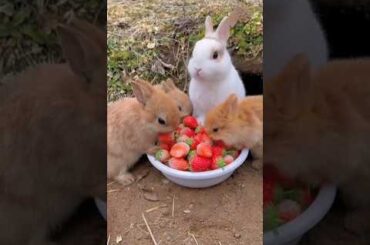 Cute rabbit #funny #shorts #short