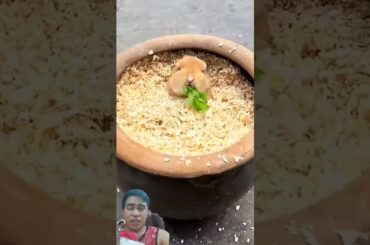 Cute bunny eating vegetable in apot #cute #pets #rabbit #satisfying #bunnylife #cutebunny #bunny