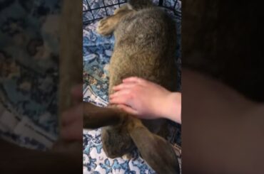 Cute baby bunny