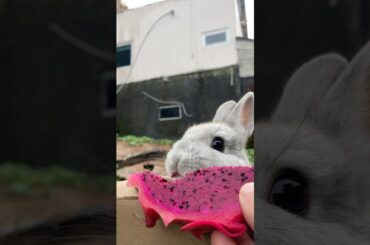 A cute bunny tries dragon fruit for the first time #rabbit #bunny #cute #animals #pets