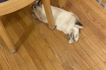 He laid down here, got up to zoom around, and then came back