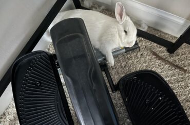 Beds? Mats? No. Elliptical under the desk. Her favorite spot.