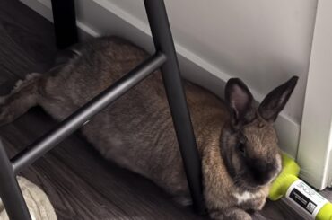 Weightlifting dreams