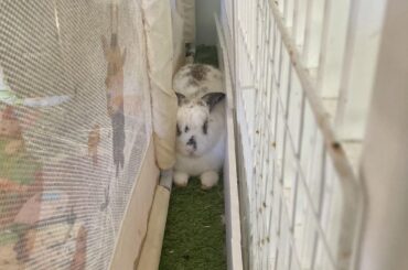 pepper has the whole farm to roam and she chooses this