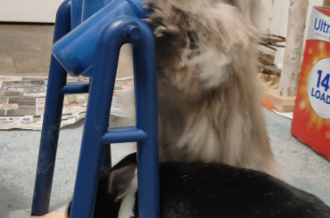 Finally learned to use his paw