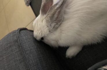 Perfect place for a nap