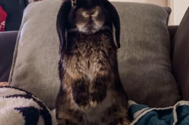 My name is Spanky and I enjoy towels and long romantic walks to the refrigerator