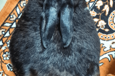 Charcoal Rye or Squid Ink?