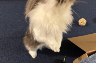 Charger Diesel’s meerkat impression