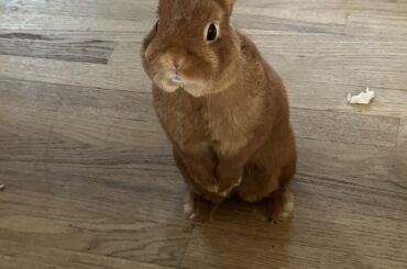 Oh hi everybody ! I’m Mr Nugget and I need breakfast