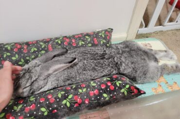 extra long baguette with mini drumsticks