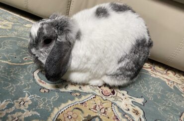 The dough has risen nicely