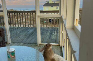 Rova enjoying the bunset