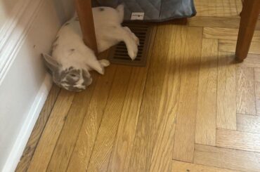 The new bed we got is really working well…