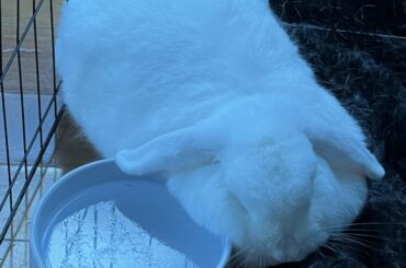 Her ear is just about in the (furry) water