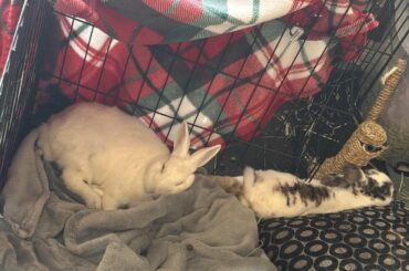 but how am I supposed to clean their feetsies and bum when they’re so buncomfortable?