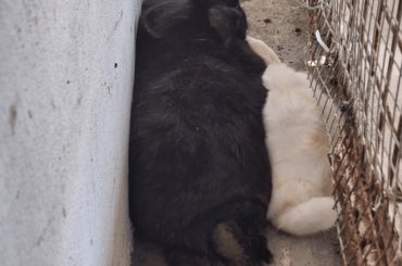 It's not enough to cuddle, Shinobi (black) needs to come between the wall and Mellow (white)
