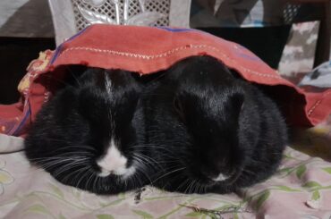 Undercover sun-baked buns!