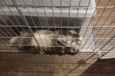 His new favourite place for naps XD