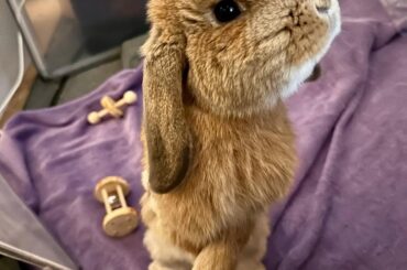 I Solemnly Swear that I am Up to No Good-Benedict Bernard