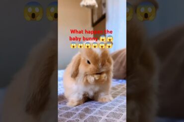 What happen the baby bunny @ScottPropandRoll #shorts