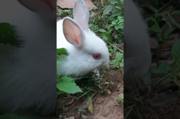 Beautiful || My White Cute Bunny #shorts #bunny #bunnies