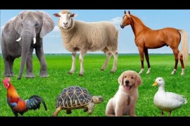 Cute Little Animals Collection: Horse, Elephant, Cat, Chicken, Duck, Dog, Cow, Pig Animal Videos