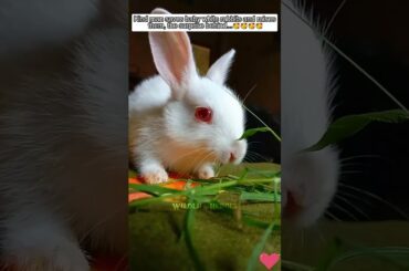 Kind man saves baby white rabbits and raises them, the surprise behind #rabbit #babyrabbit #short
