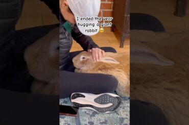 Great ending to the year #rabbit #bunny #celebrity #adoptdontshop #animals #reaction #happiness