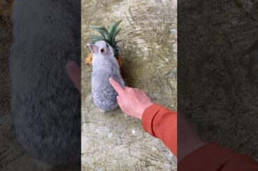 This cute bunny is focused on eating pineapple, so I gave it a strawberry #cute #rabbit #pets