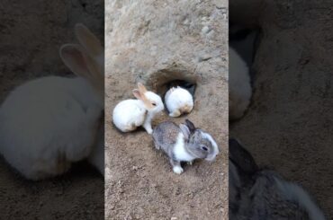 The little rabbit's House. Cute pet debut plan. Rabbit. Rural cute pet #cute #animals