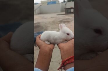 CUTEST Baby Rabbit Moments You’ll Love!