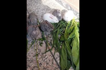 #cute#baby  #rabbit #shorts